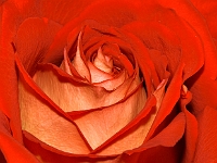Rose 1